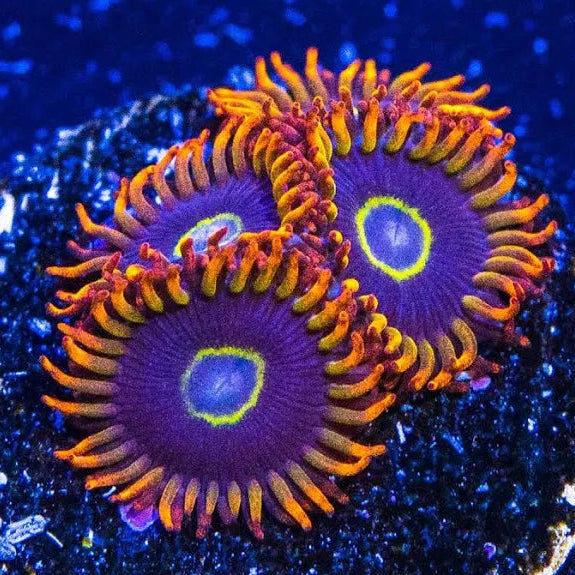 Rainbow Hornet Zoanthids