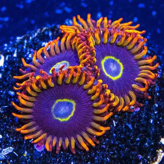 Rainbow Hornet Zoanthids