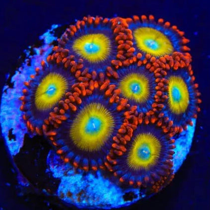 Circus Freaks Zoanthids