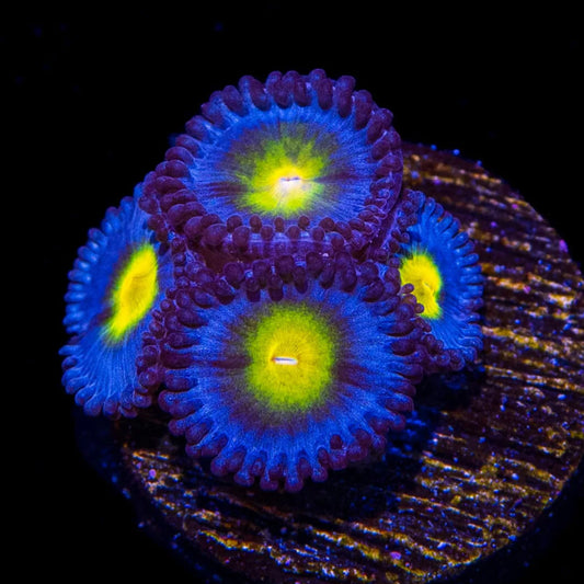 AIO Zoanthids