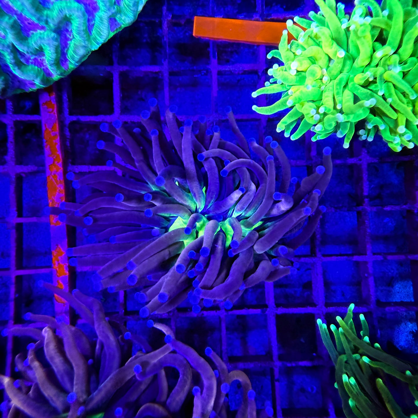 WYSIWYG Ultra Knicks Torch Coral