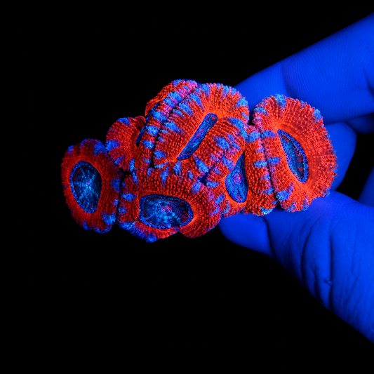 WYSIWYG High Grade Acan Coral