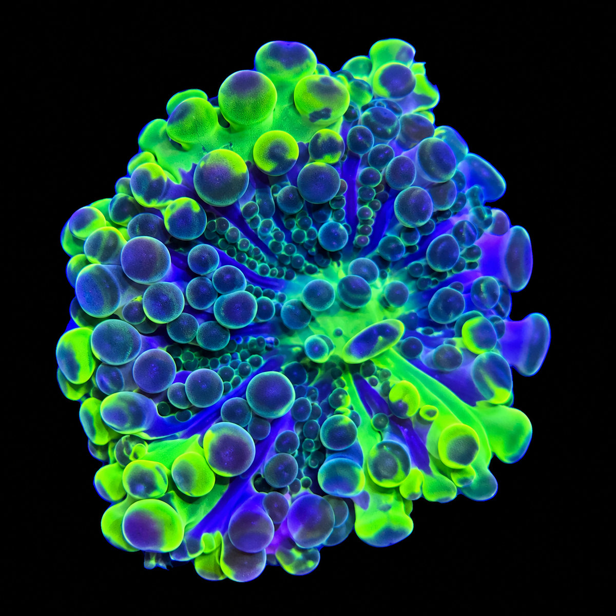 WYSIWYG High End Yuma Coral