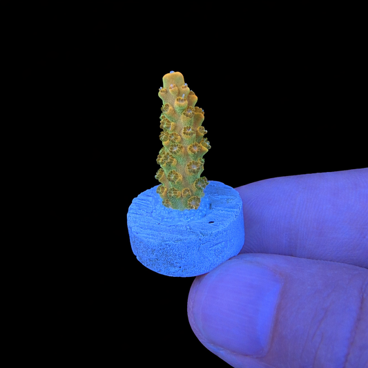 WYSIWYG Orange Creamsicle Coral Frag