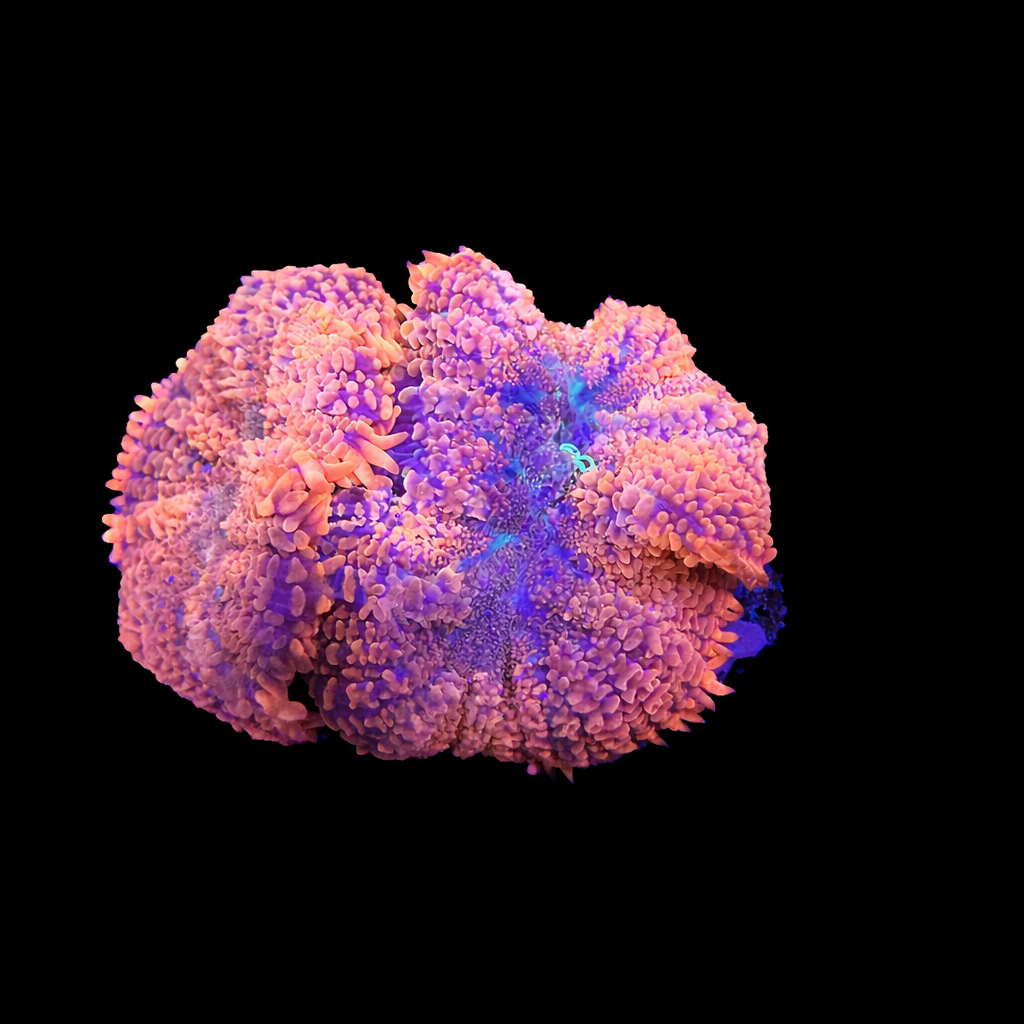 WYSIWYG High End Mushroom Coral