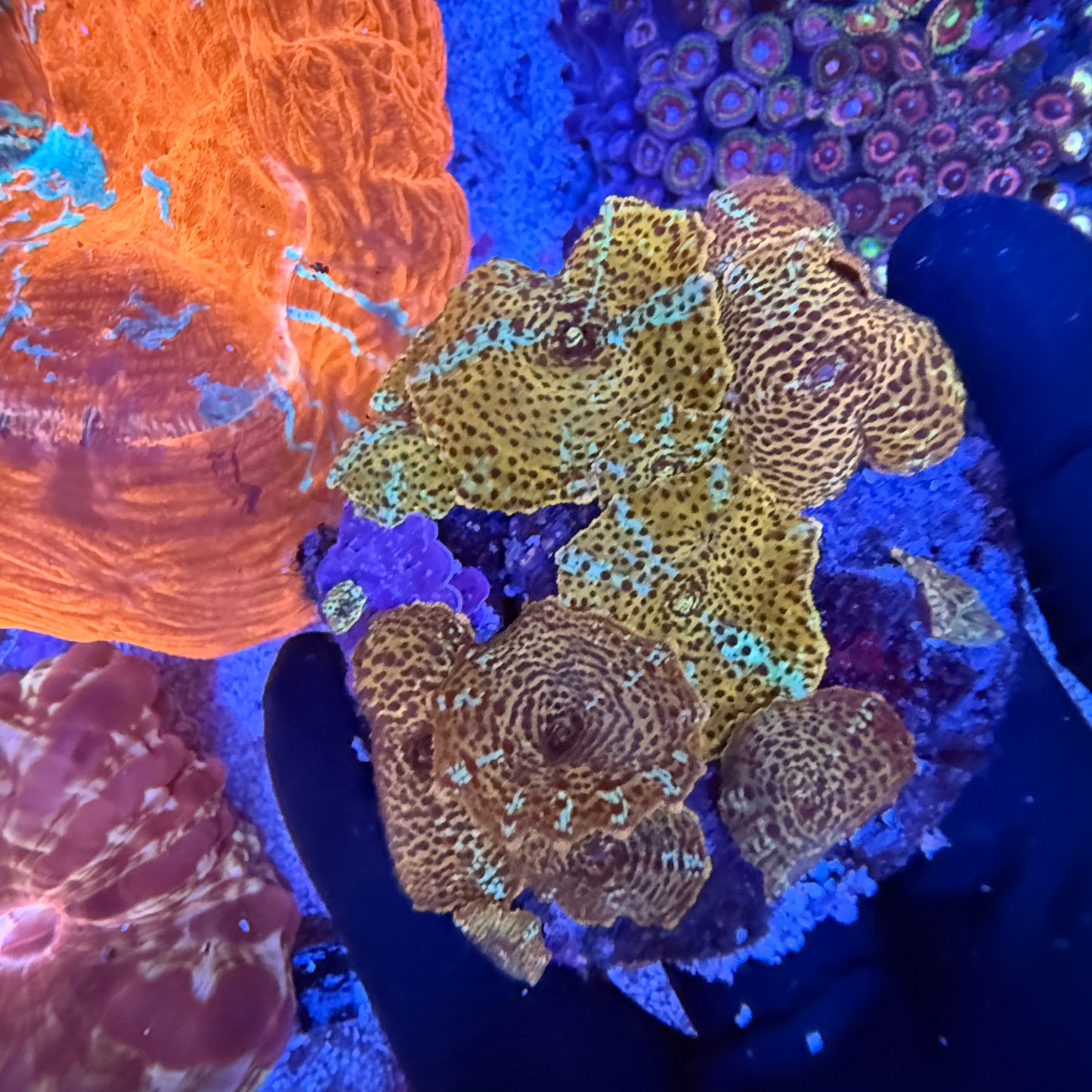 WYSIWYG Leopard Mushroom Rock