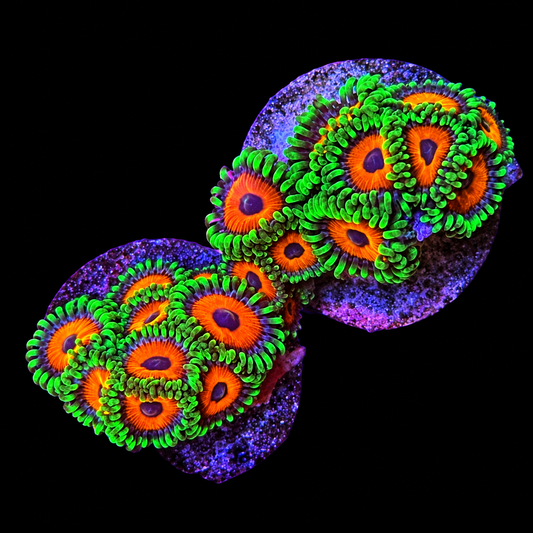 Eagle Eye Zoanthids Coral