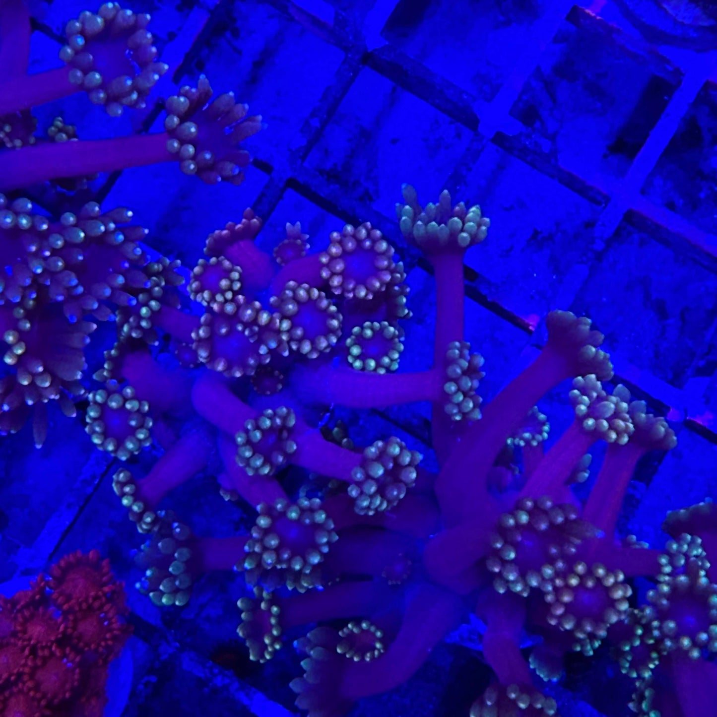 Ultra Alveopora Coral Frag