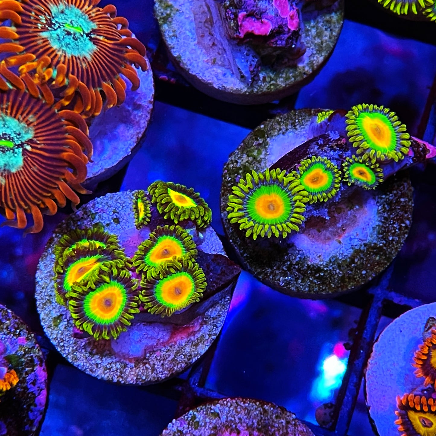 Rastas Zoanthids