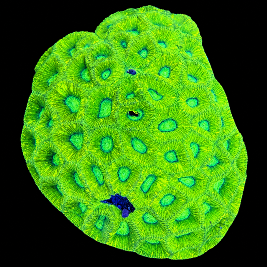 WYSIWYG Goniastrea Coral