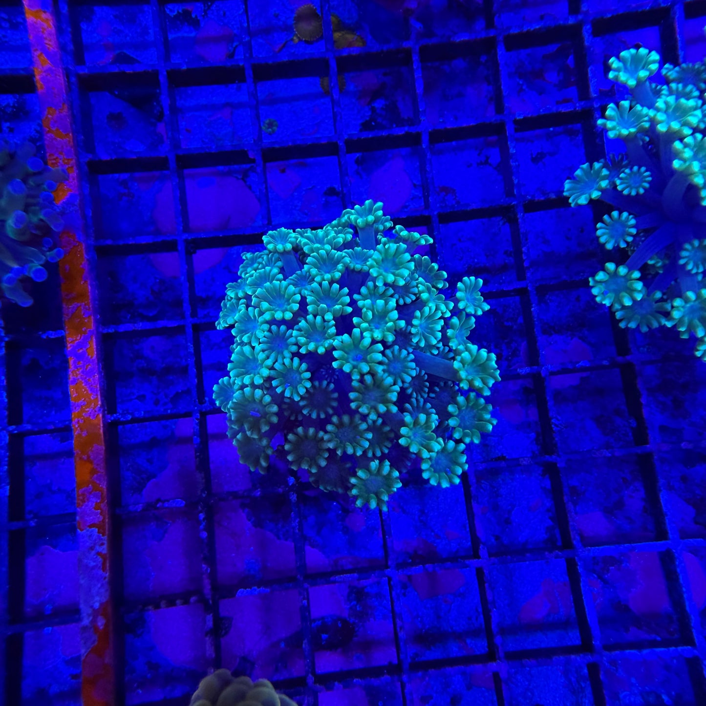 WYSIWYG Green Goniopora Coral