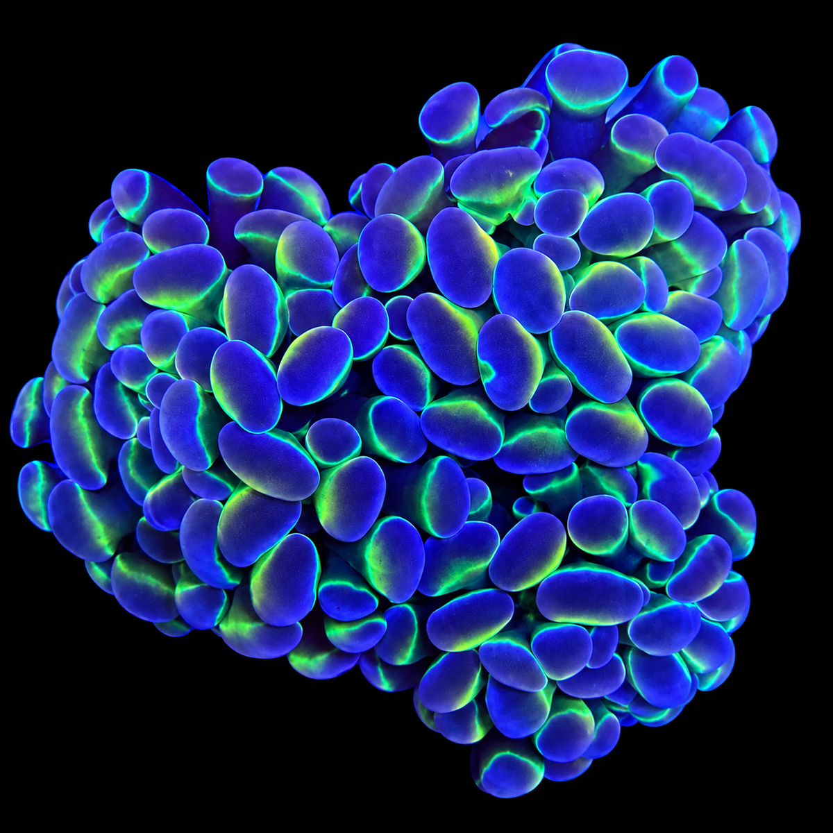 WYSIWYG Hologram Hammer Coral