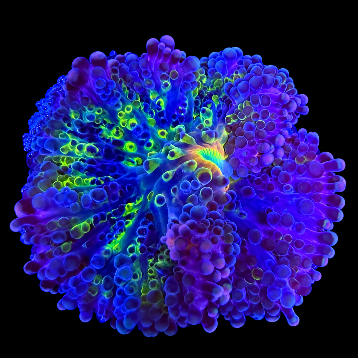 WYSIWYG High End Yuma Coral