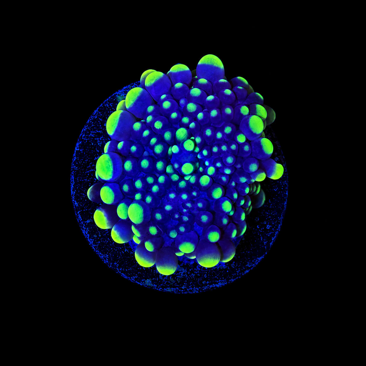 WYSIWYG High End Mushroom Coral