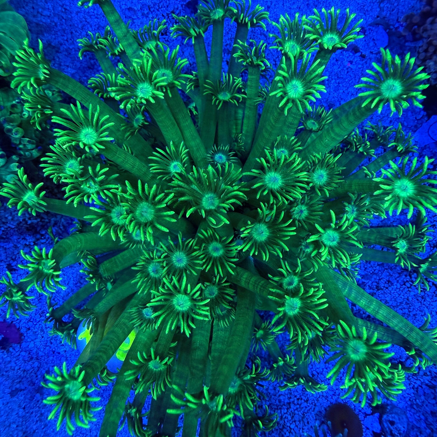 WYSIWYG Neon Green Goni LG