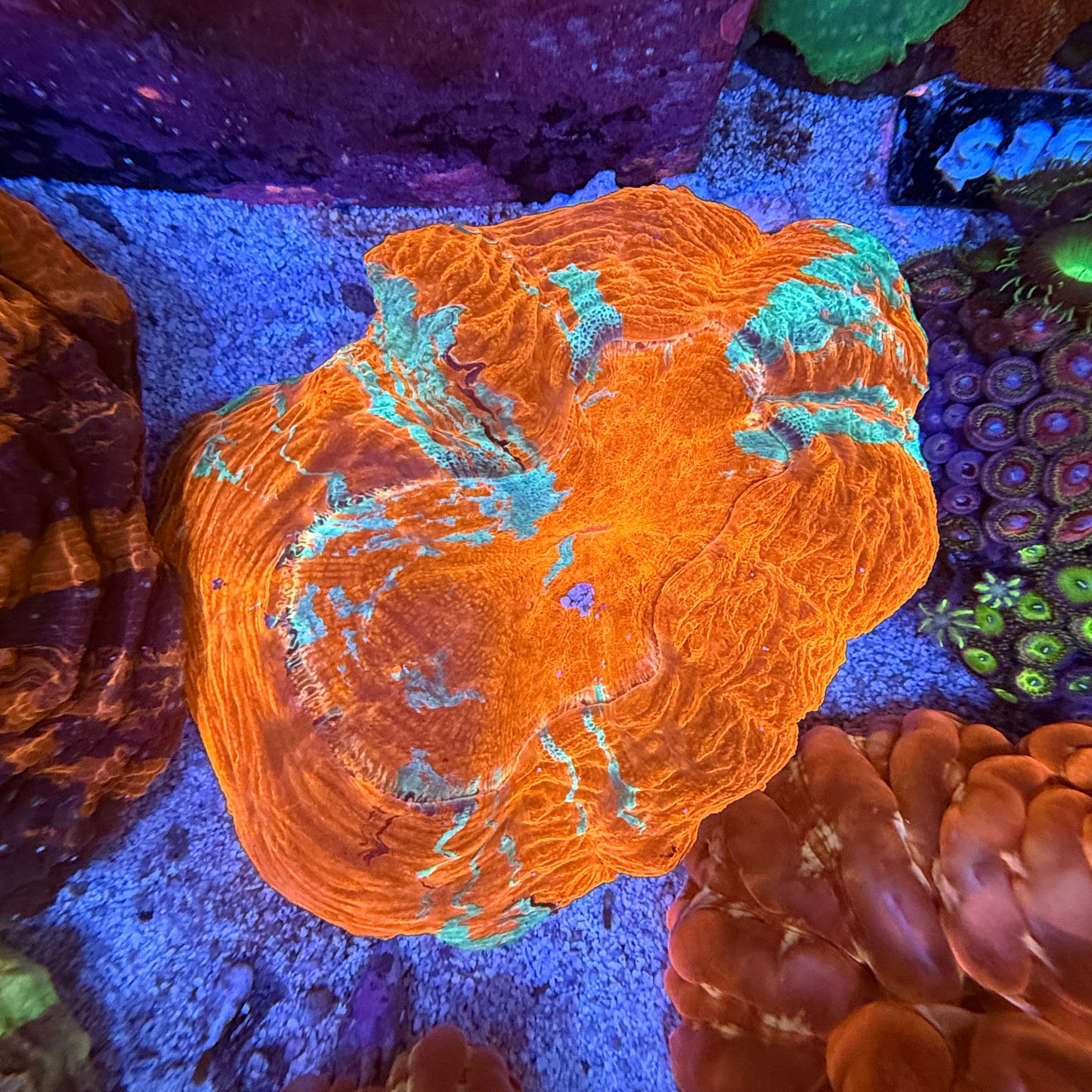 WYSIWYG Acanthophyllia