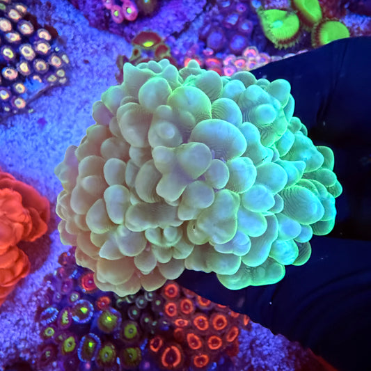 WYSIWYG Bubble Coral