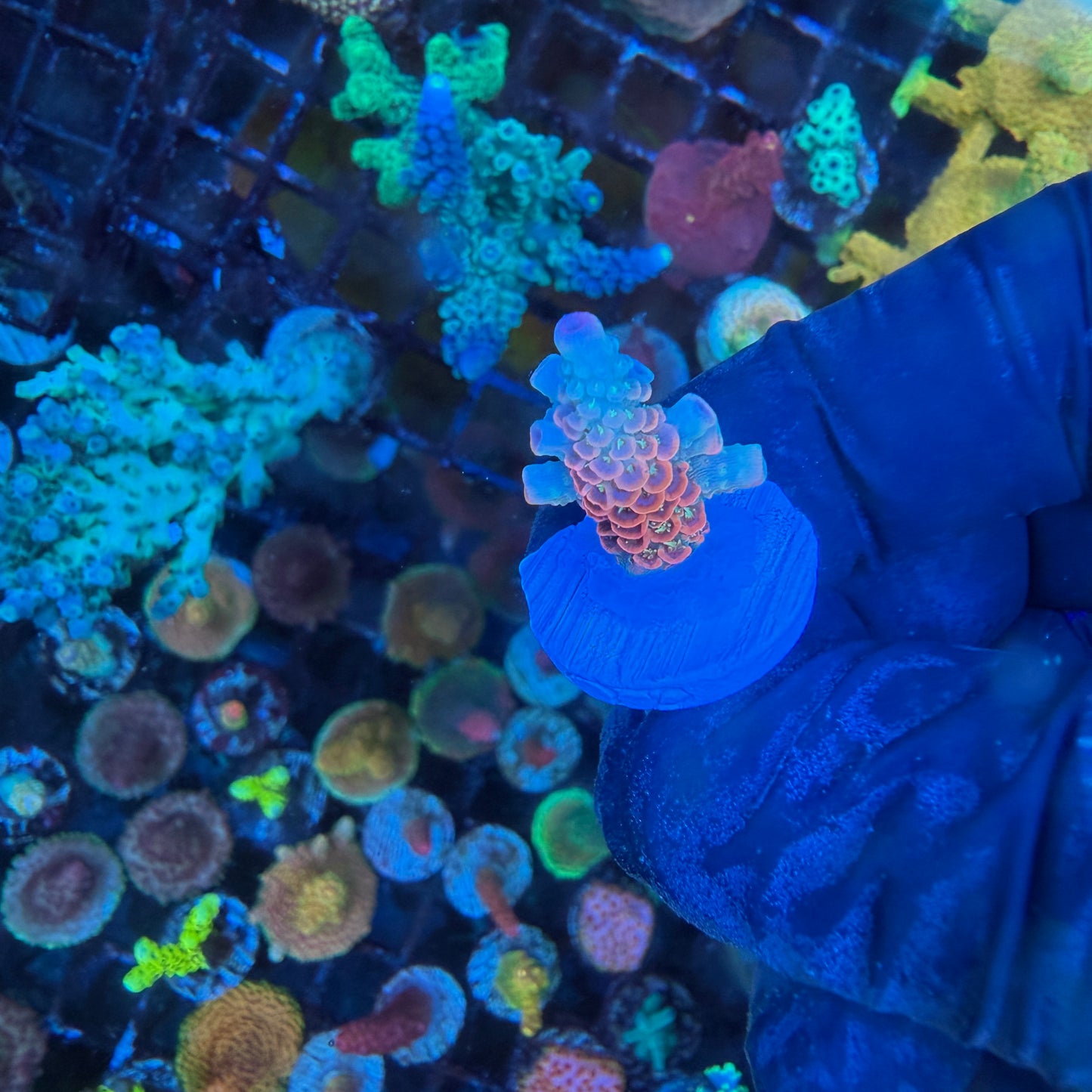 WYSIWYG ASD Rainbow Millie