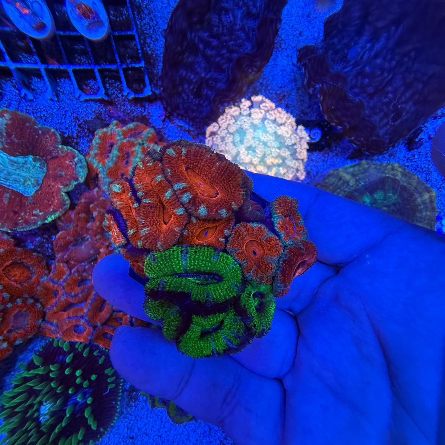Assorted Acan Trios