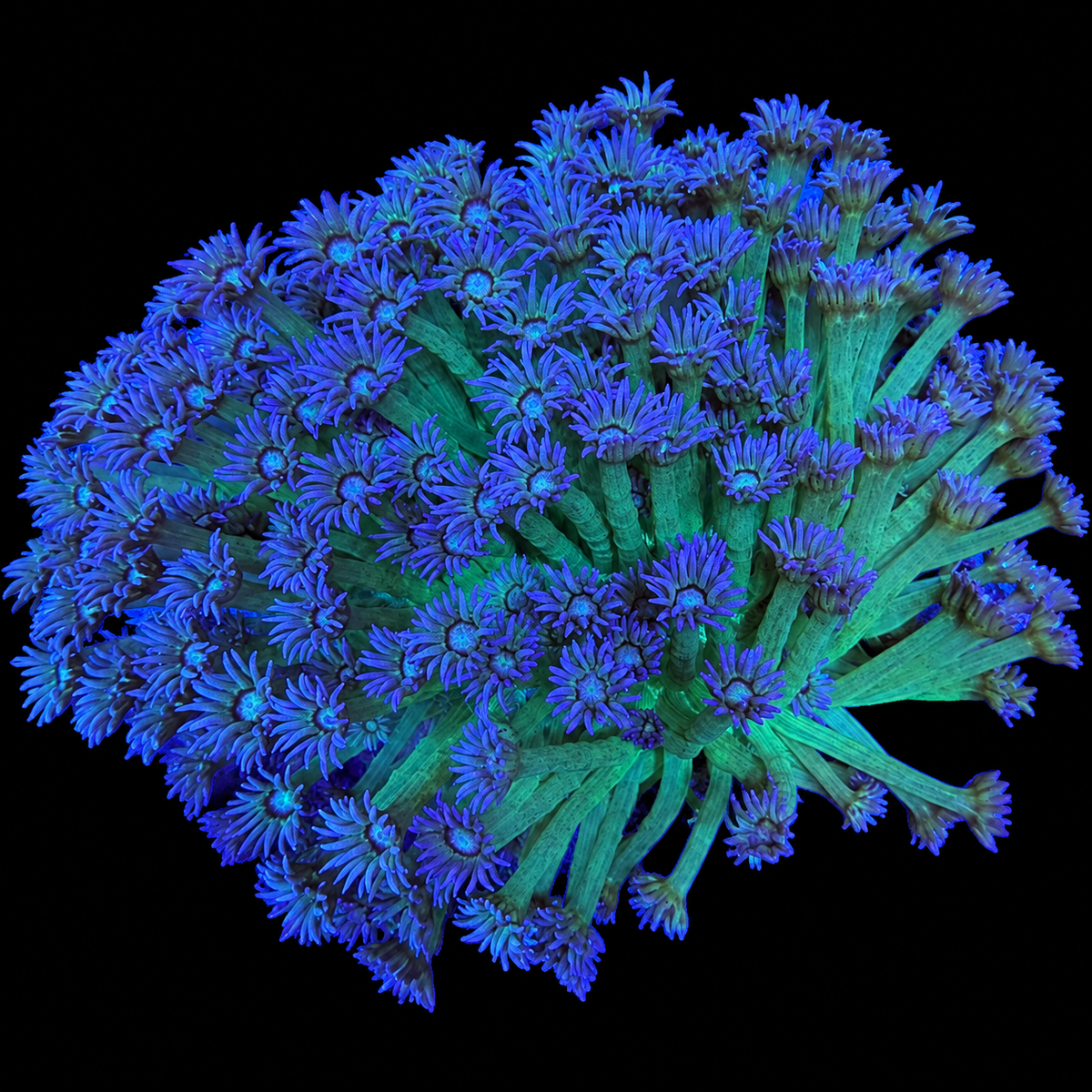 WYSIWYG Goniopora Coral