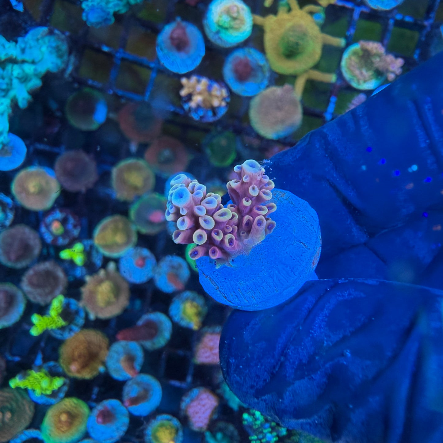 WYSIWYG Pink Cadillac