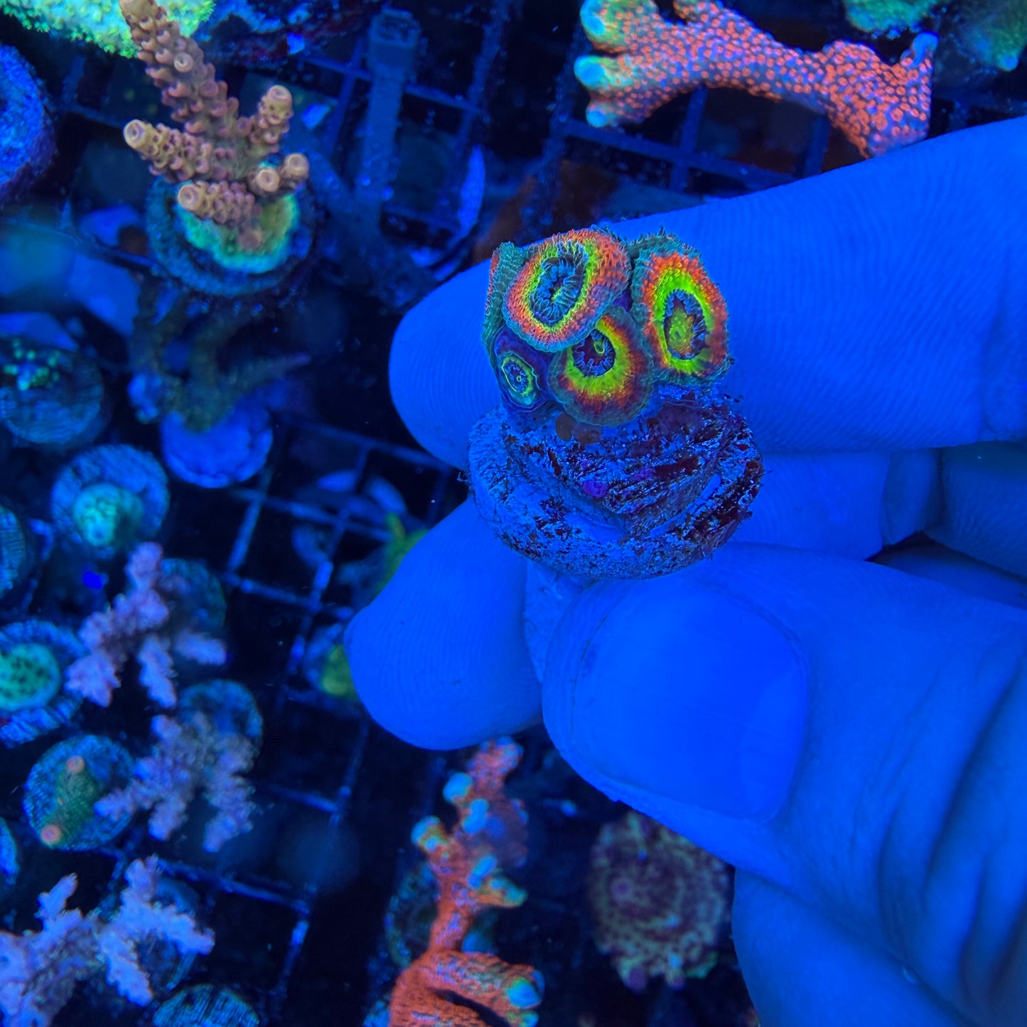 WYSIWYG Holy Grail Micromussa Coral