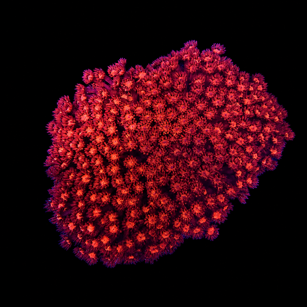 WYSIWYG LG Red Goniopora Coral