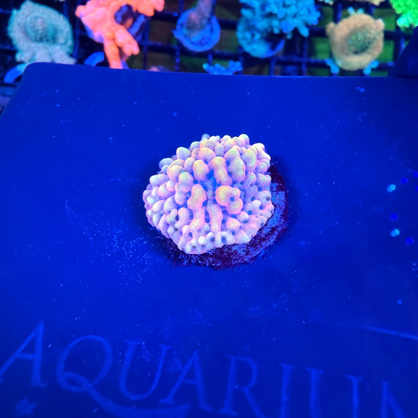 WYSIWYG TSA The Beast Montipora