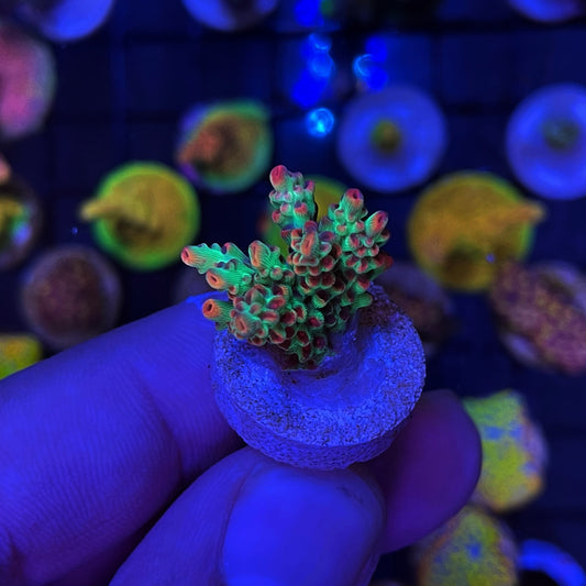 WYSIWYG BC Hyperberry Acropora