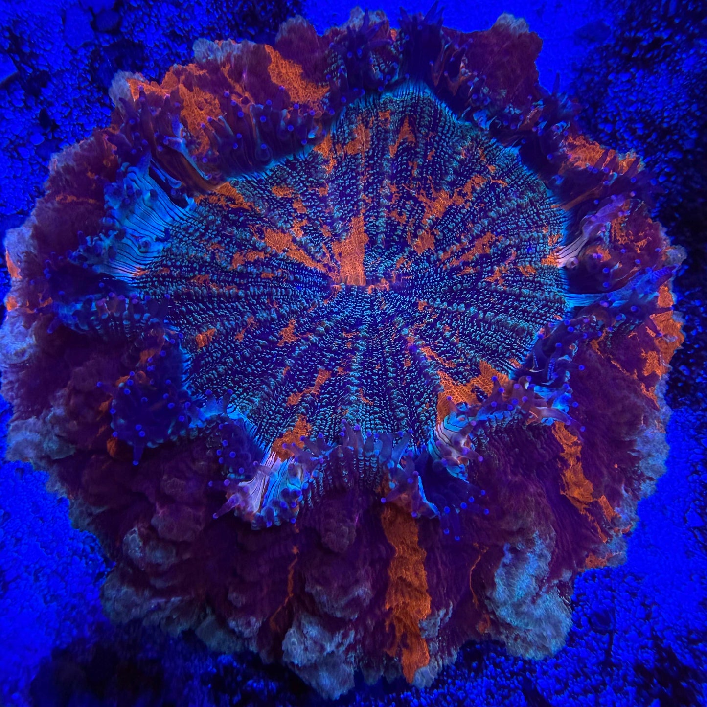 WYSIWYG Master Glitter Acanthophyllia Coral