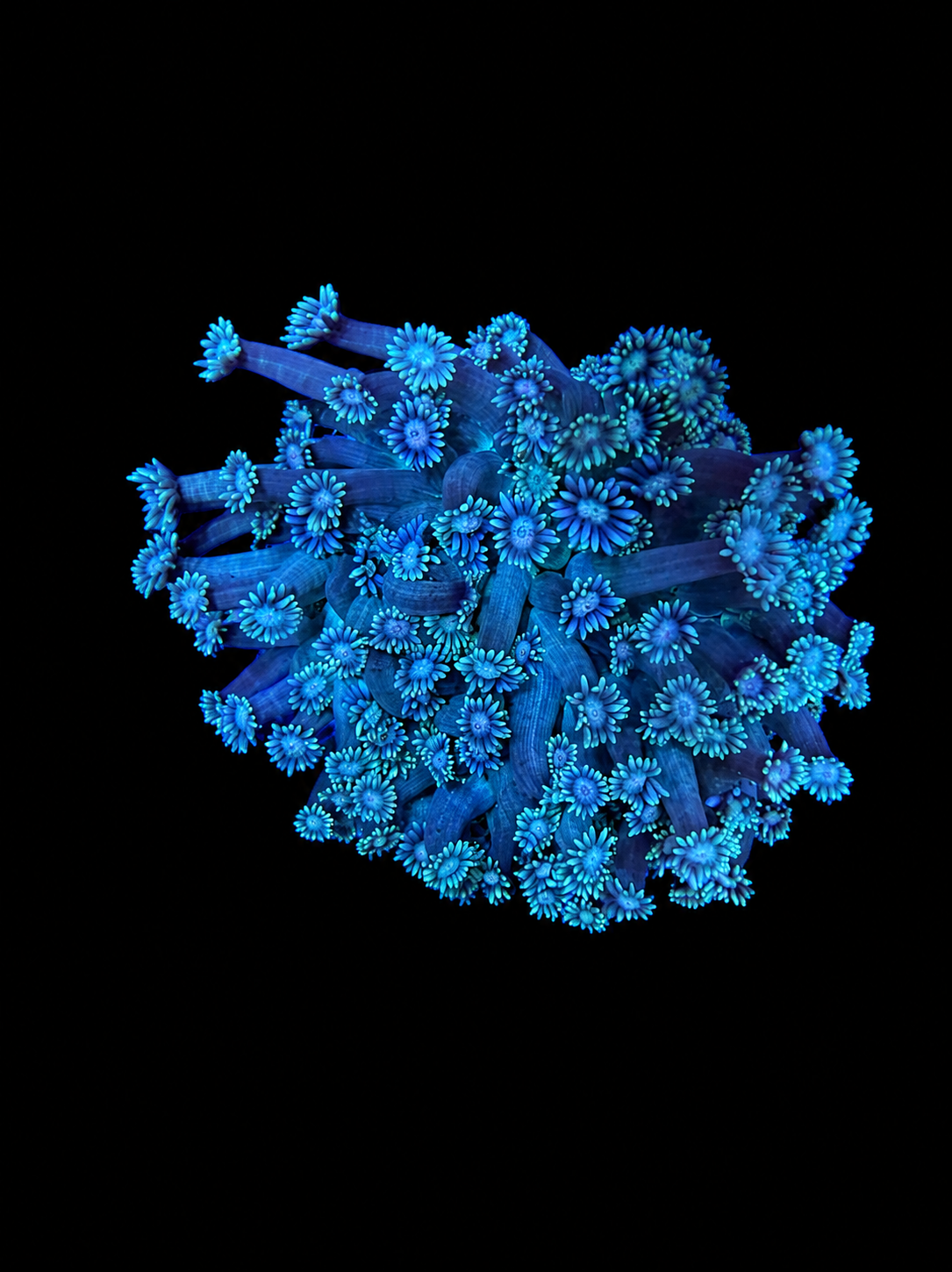 WYSIWYG LG Goniopora Coral