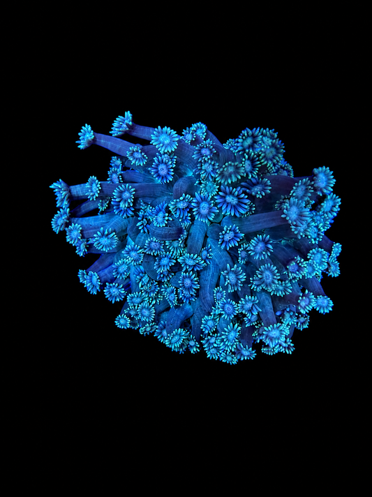 WYSIWYG LG Goniopora Coral