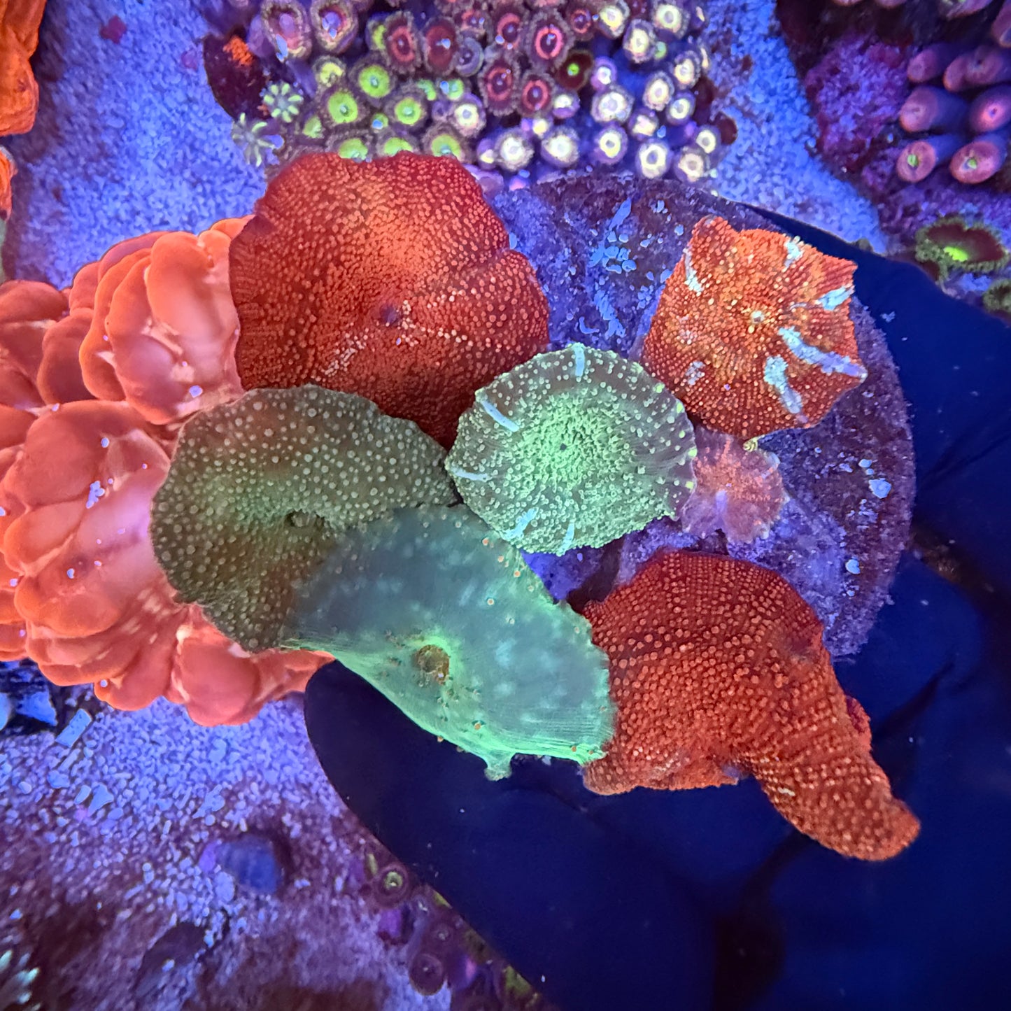 WYSIWYG Discosoma Mushroom Rock