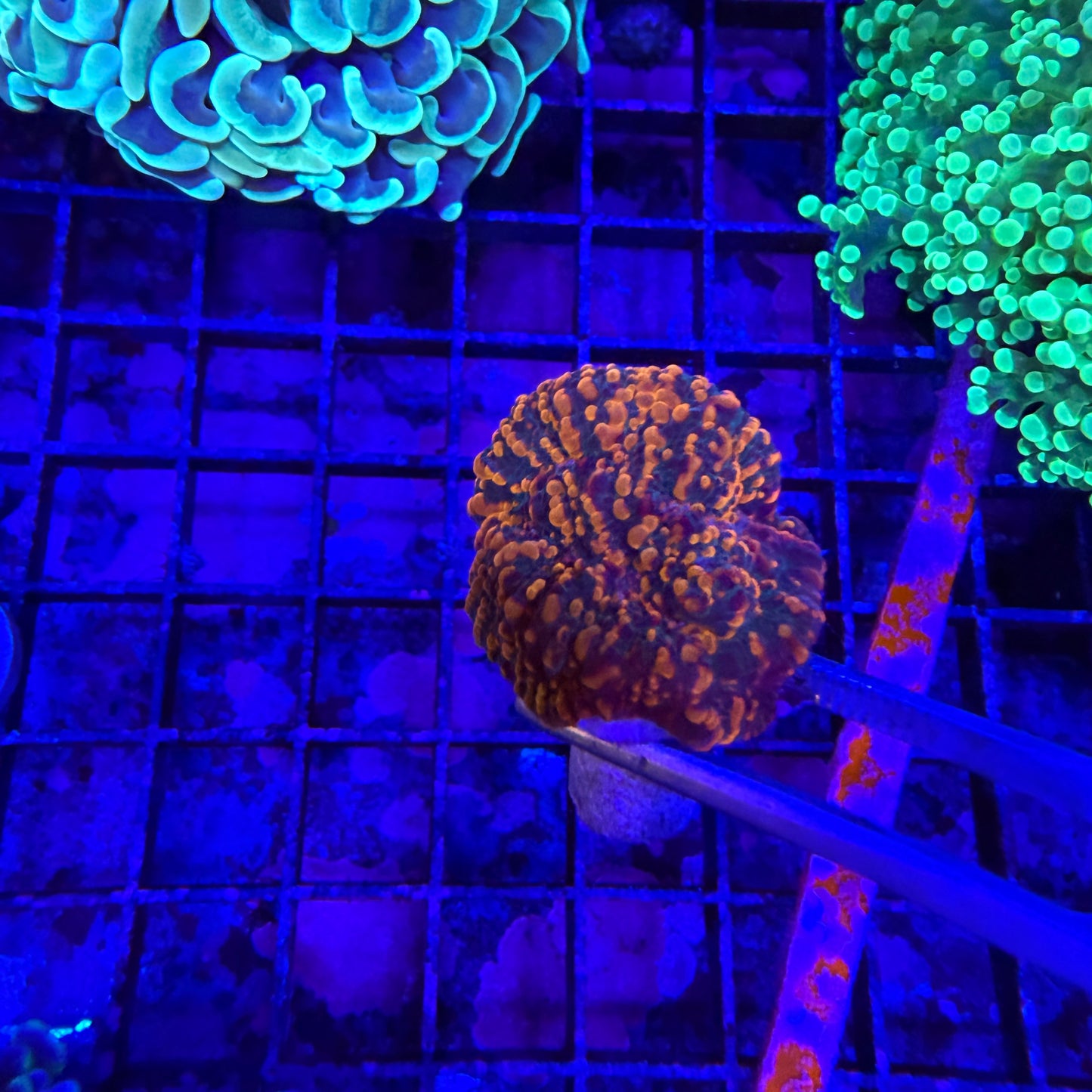 WYSIWYG Cloudberry Chalice Coral