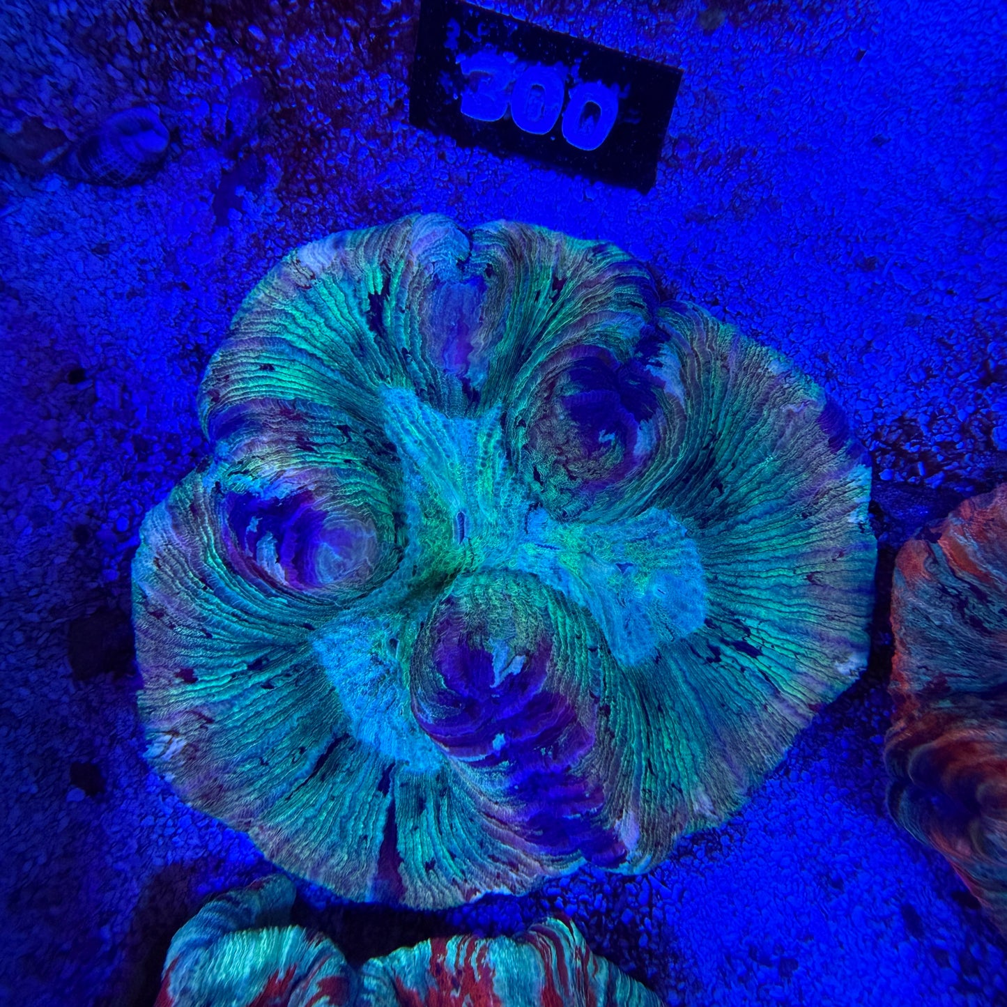 WYSIWYG Wellsophyllia Coral