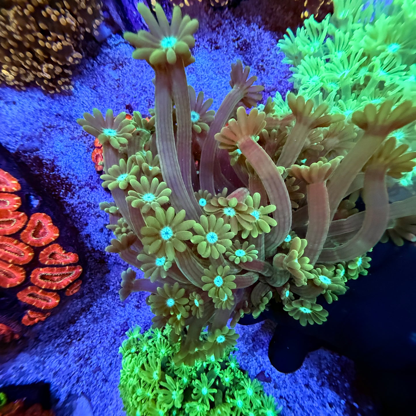 WYSIWYG Green Gonipora