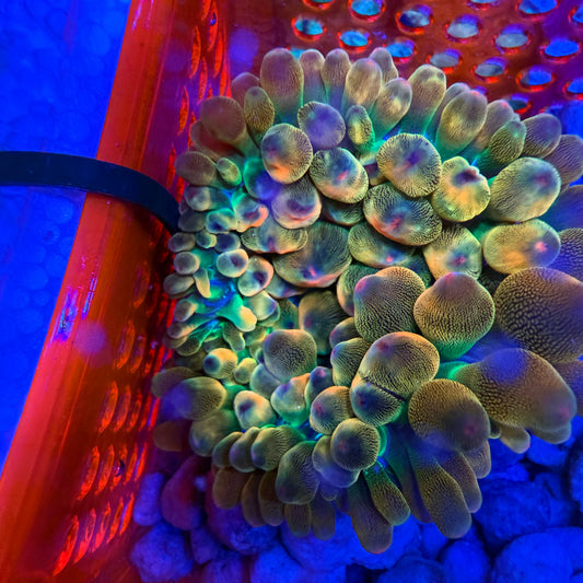 Ultra Rainbow Bubble Tip Anemone