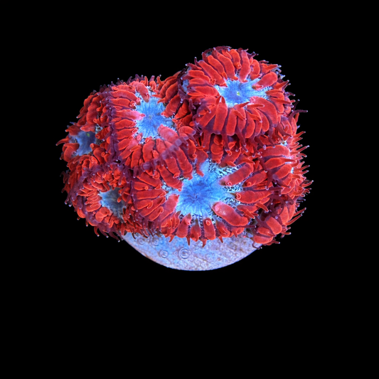 WYSIWYG Blasto Coral Frag
