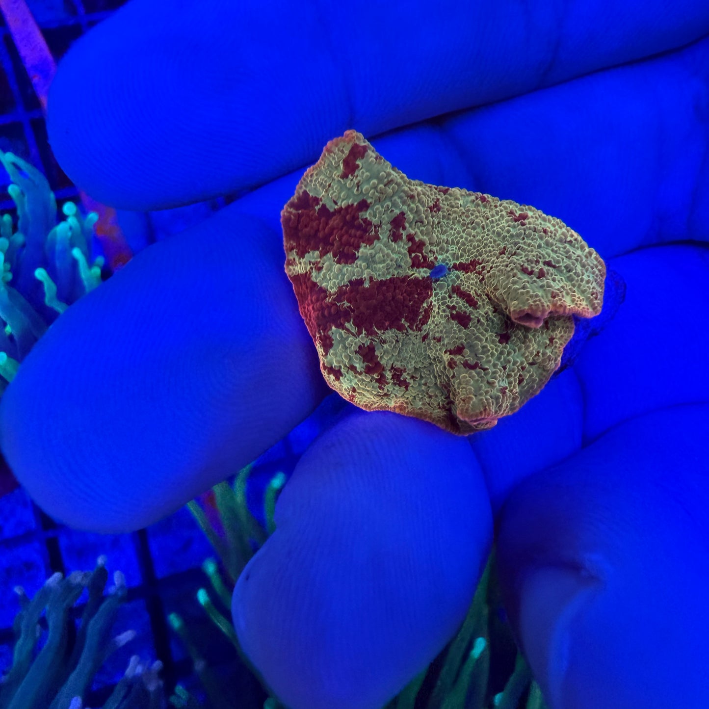 WYSIWYG Jawbreaker Mushroom