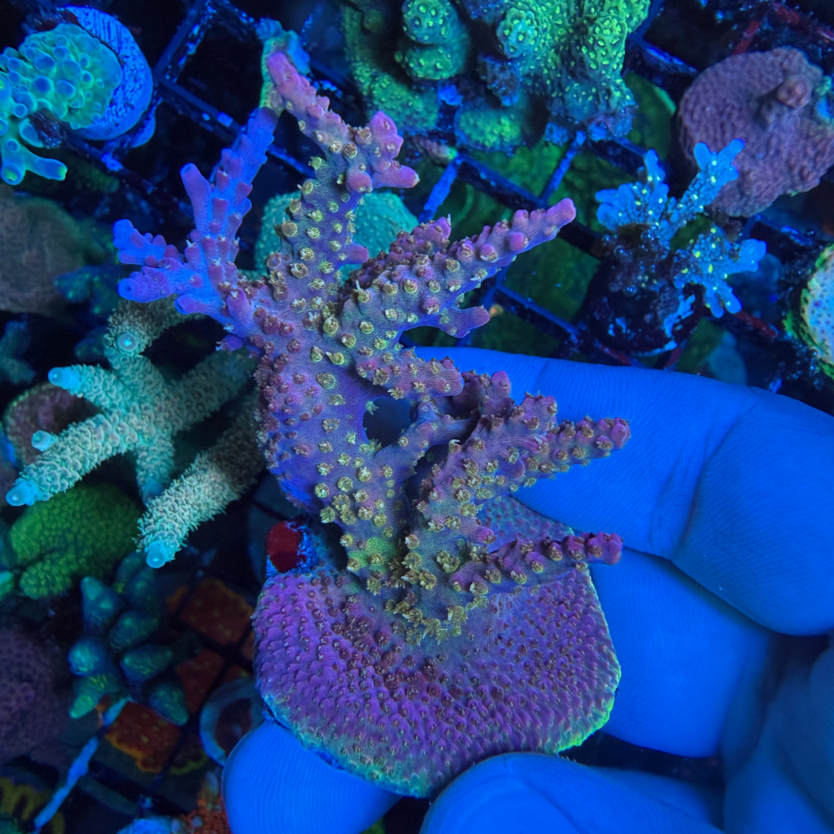 WYSIWYG TSA Grape Ape Acropora Colony