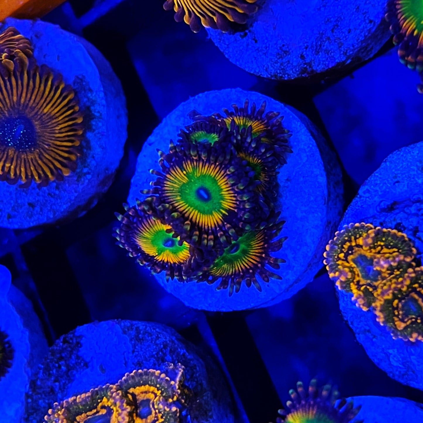 Candy Apple Zoanthids