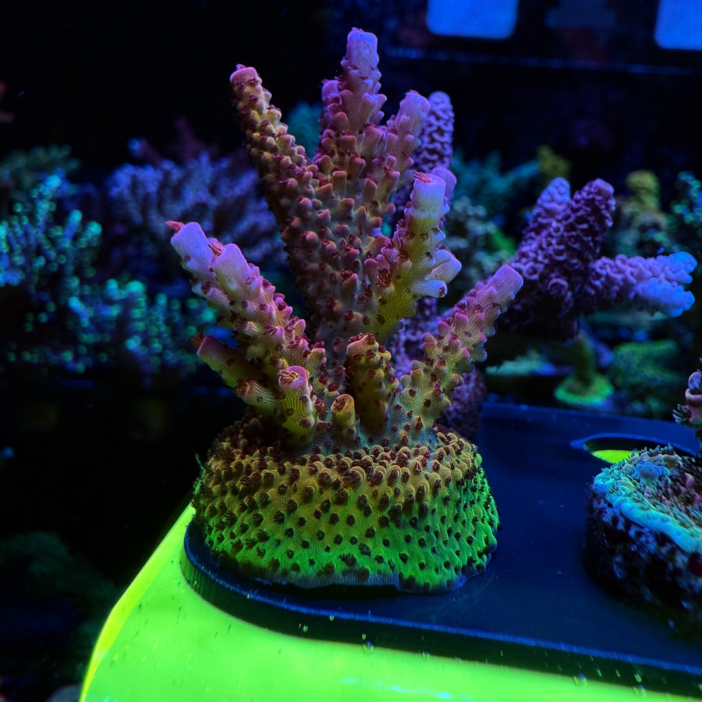 WYSIWYG PC Rainbow Acro