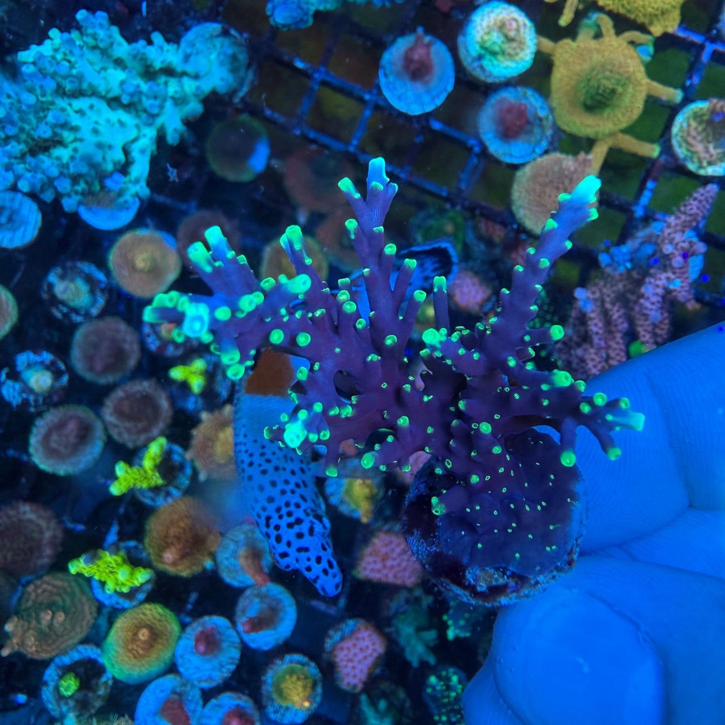 WYSIWYG Pac-Man Dragon Acropora Coral