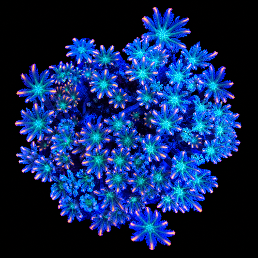 WYSIWYG Ultra Clove Polyp Coral