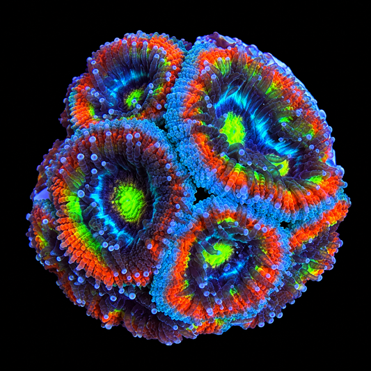 Holy Grail Micromussa Coral