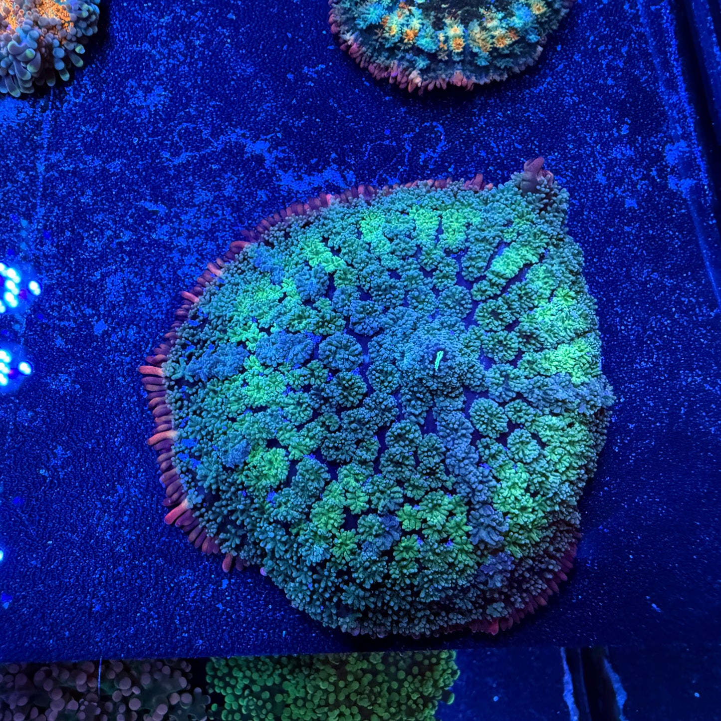 WYSIWYG Frankie’s Bride Mushroom