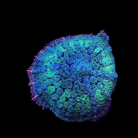WYSIWYG Frankie’s Bride Mushroom Coral