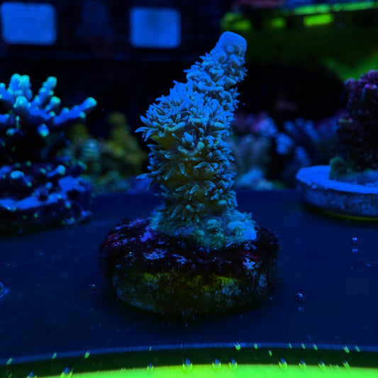 WYSIWYG AS Blue Tenuis