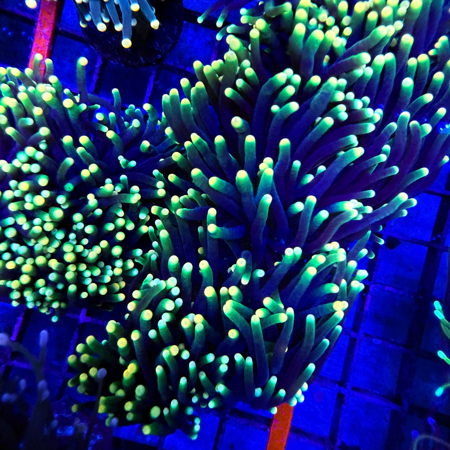 Rasta Torch Coral