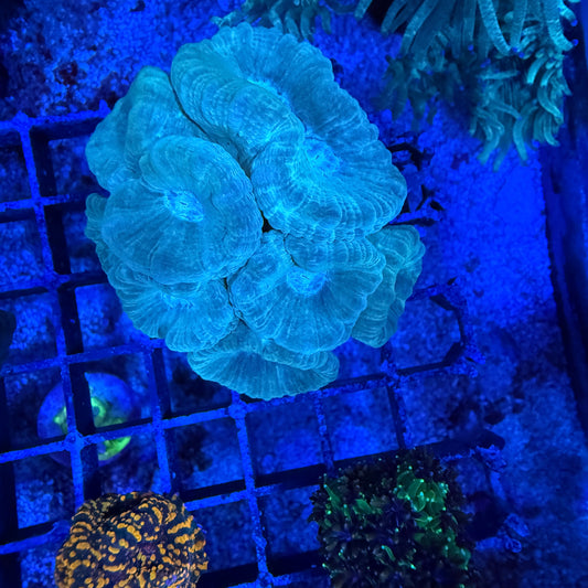 WYSIWYG Candy Cane Colony